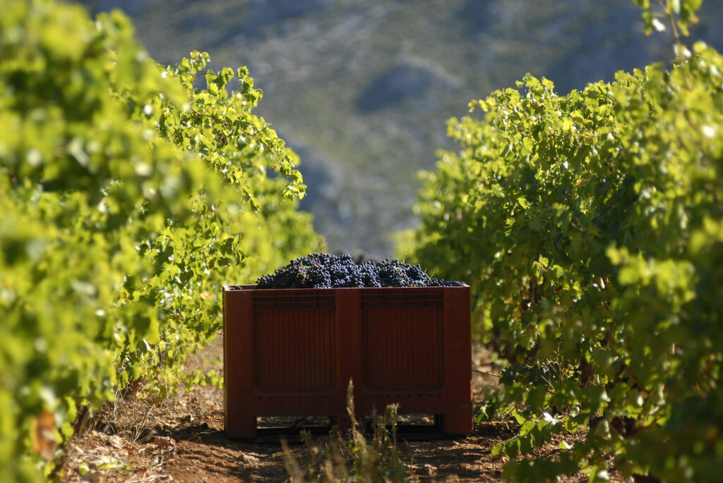 A wooden crate filled with dark grapes sits amidst green vineyard rows, with hills in the background under clear skies.