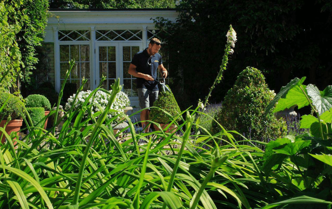 A man tends to a lush garden with green plants and neatly shaped shrubs, framed by a bright, sunny backdrop of a windowed shed.