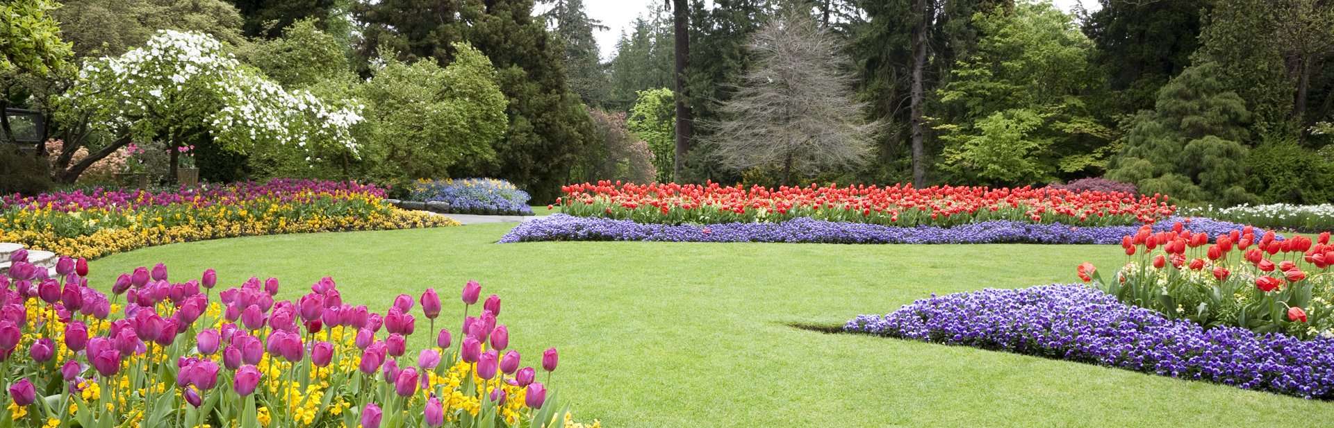 Vibrant flowerbeds of purple tulips, red tulips, and yellow daffodils create a colorful pattern across lush green grass in a serene garden setting.