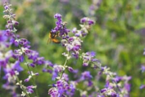 Bee pollinating vibrant purple flowers against a soft green background, highlighting the importance of biodiversity.